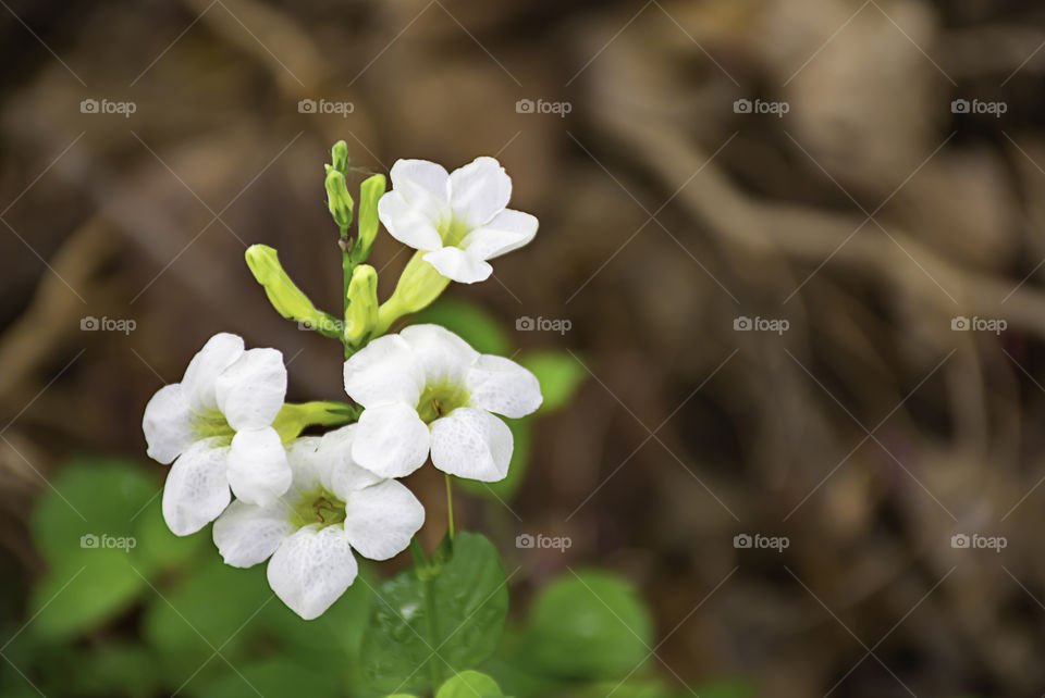 animal, flower, garden, rain, colorful, white, butterfly, insect, beauty, water drops