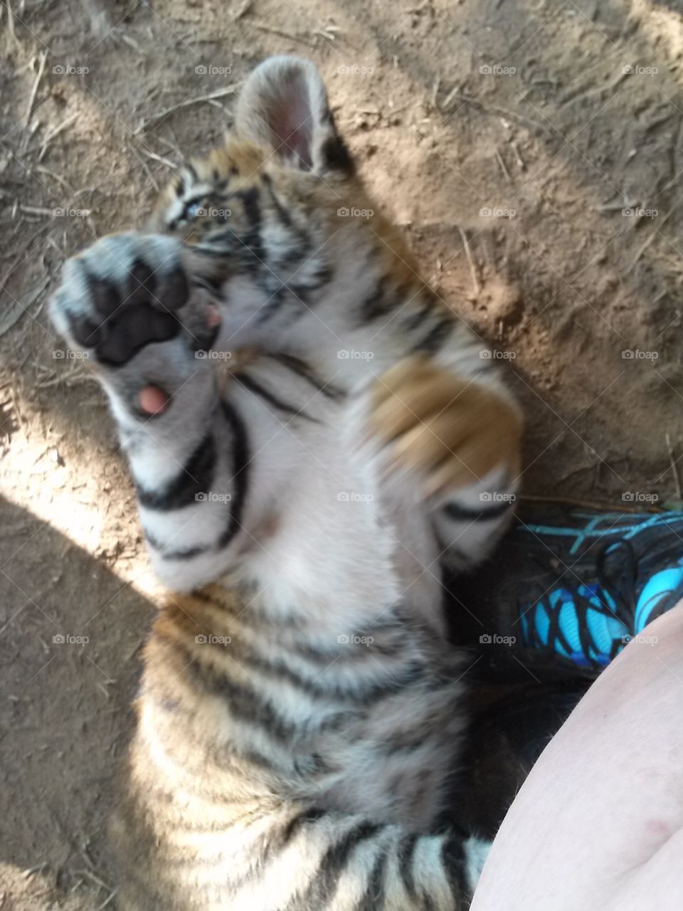 playful baby tiger