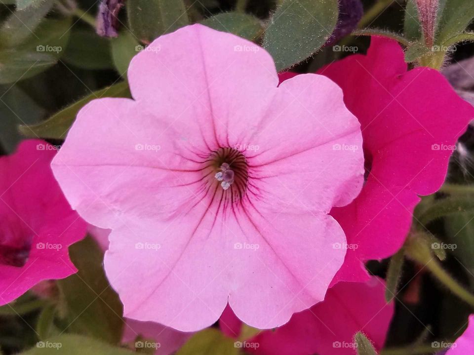 A close up of a pale pink petunia flanked by dark pink petunias