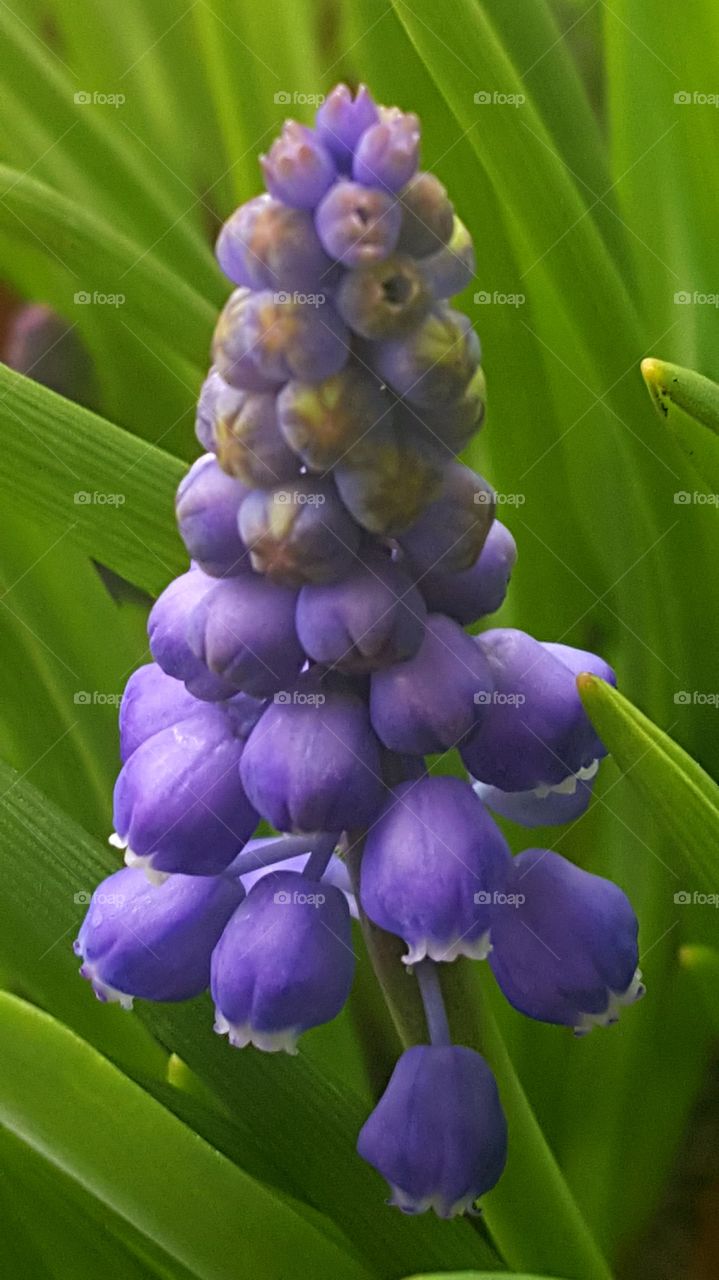 Grape hyacinth.