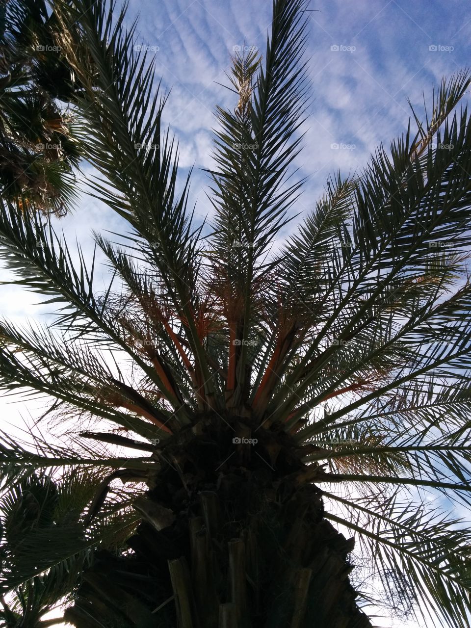 palm and sky