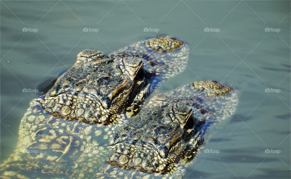 Alligators in lake