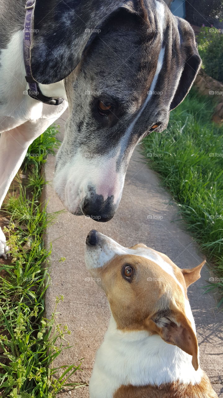 My smallest dog ,Sir Piggington, recently had eye surgery and was wearing a cone for a few days. This picture is the first day we removed the cone so he could go out and play. Our largest dog ,FENJA,  just noticed he did not have his cone on anymore.