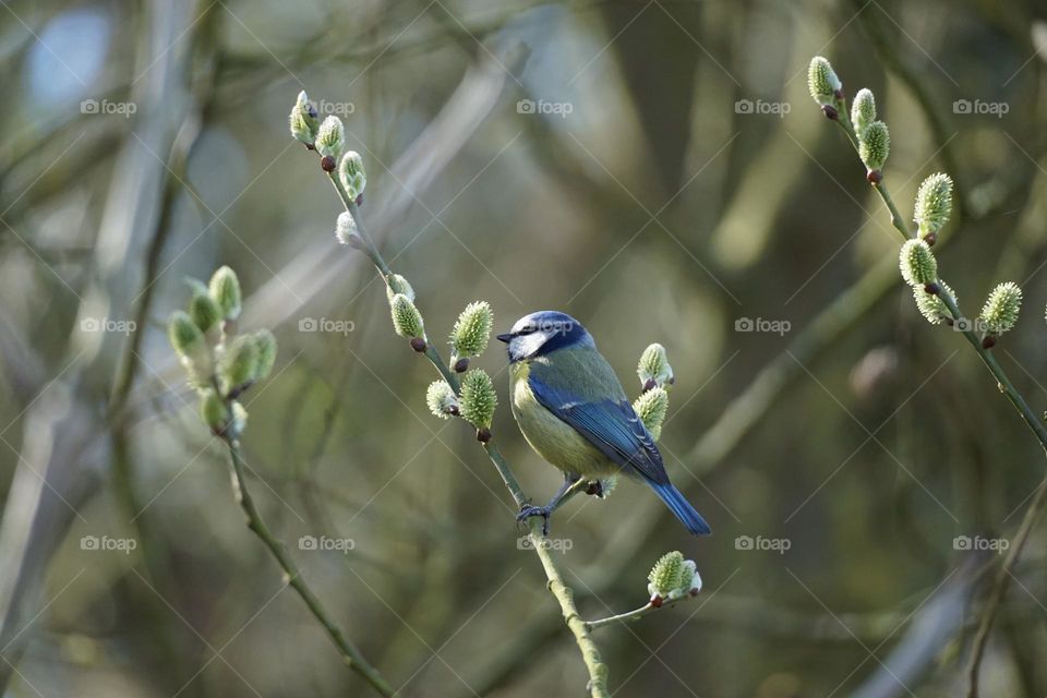 bluetit