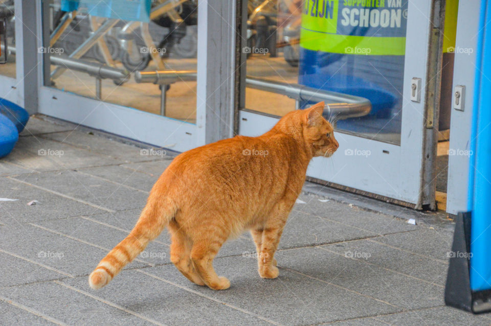 Red Dutch Wants To Go In Supermarket