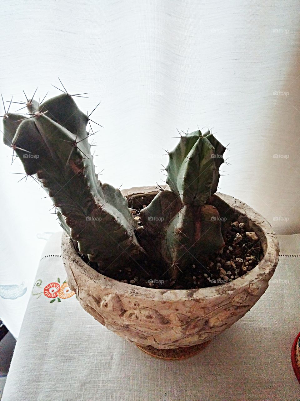 cactus