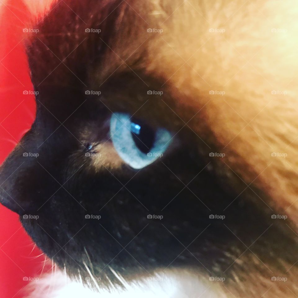  Blue eyed cat