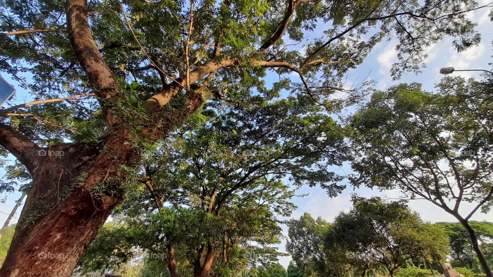 Cây xanh bóng mát