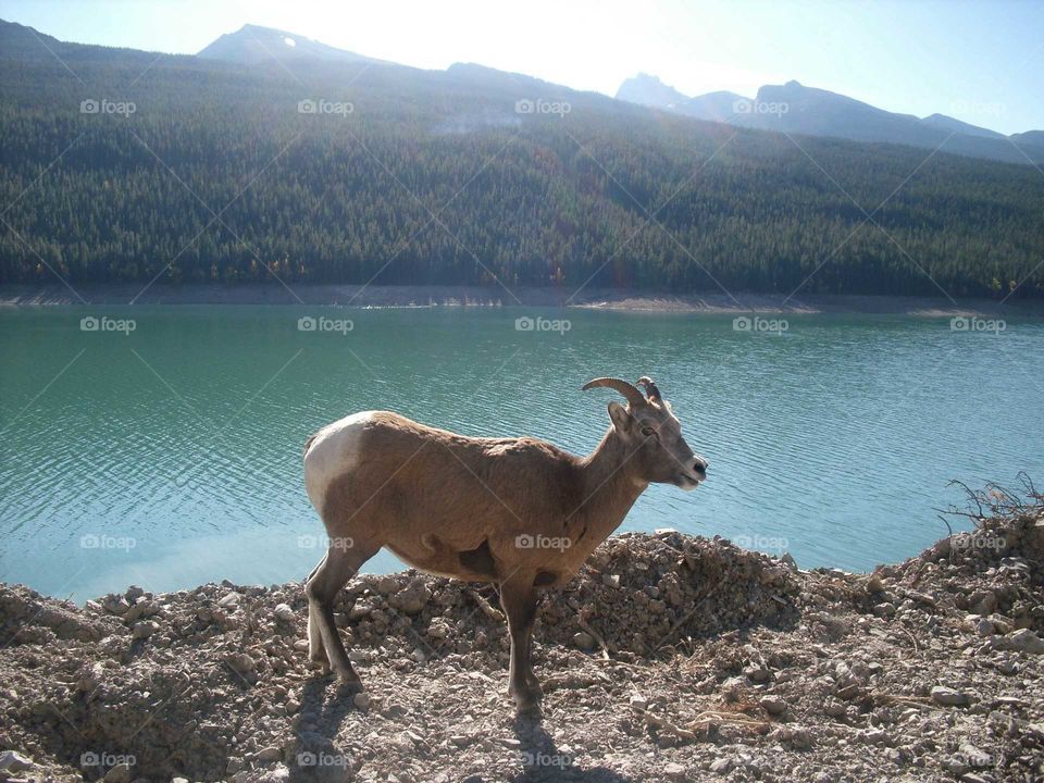 Mountain Goat Jasper National Park