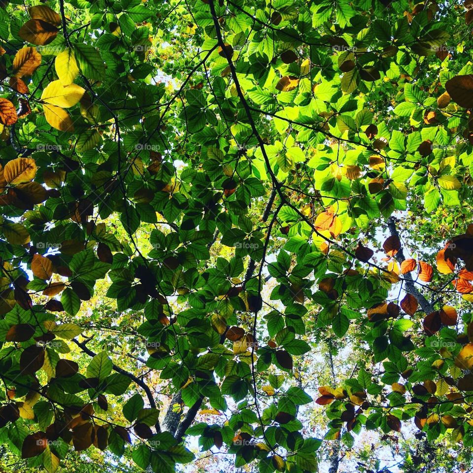 Fall leaves in the sun