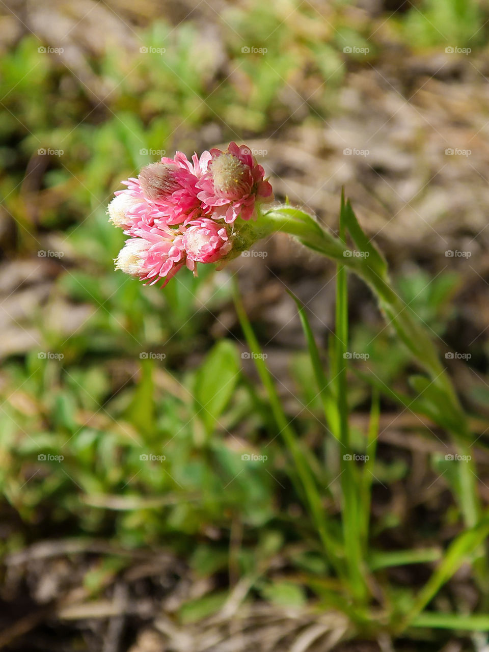 Beautiful small pink flower grows in the field. First sign of spring