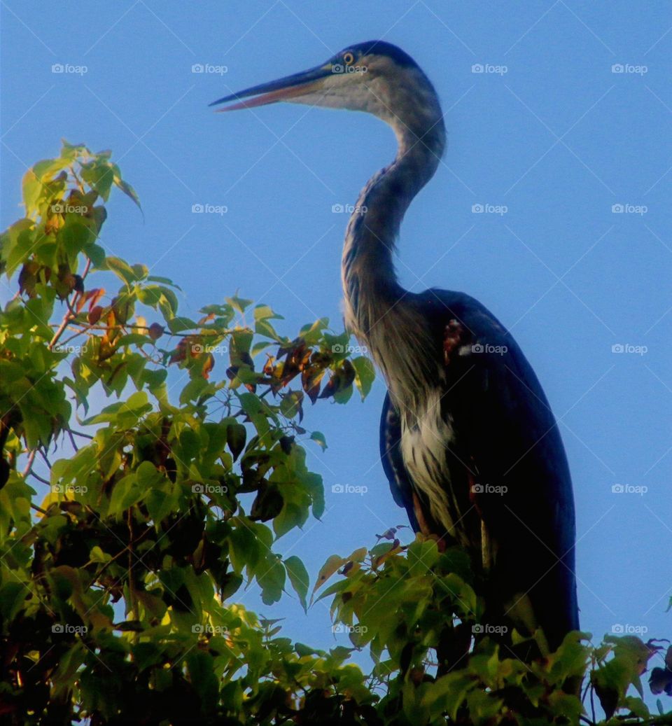 Great Blue Heron in Tree