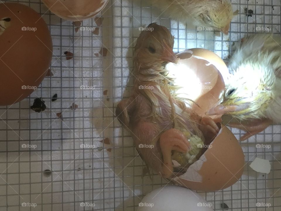 Chick Hatching 