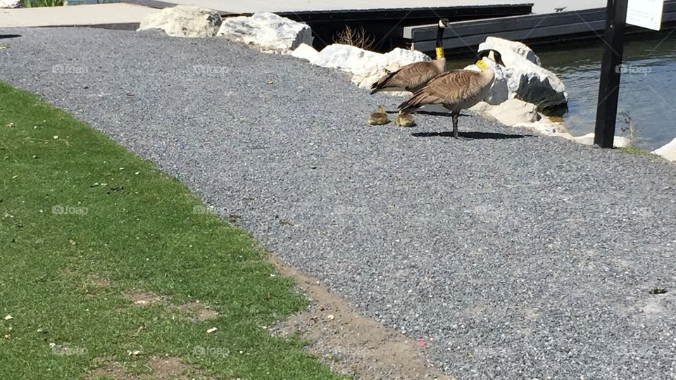 A Goosy Gander. Mommy and Daddy Geese with 2 Baby Geese. . Copyright © CM Photography. May 2019.