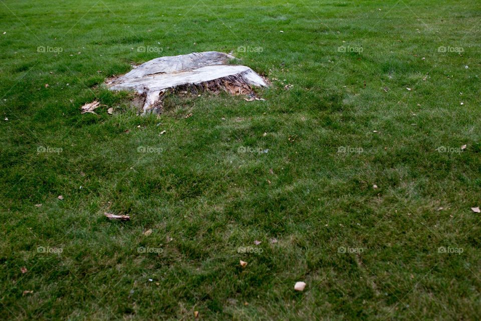 stump