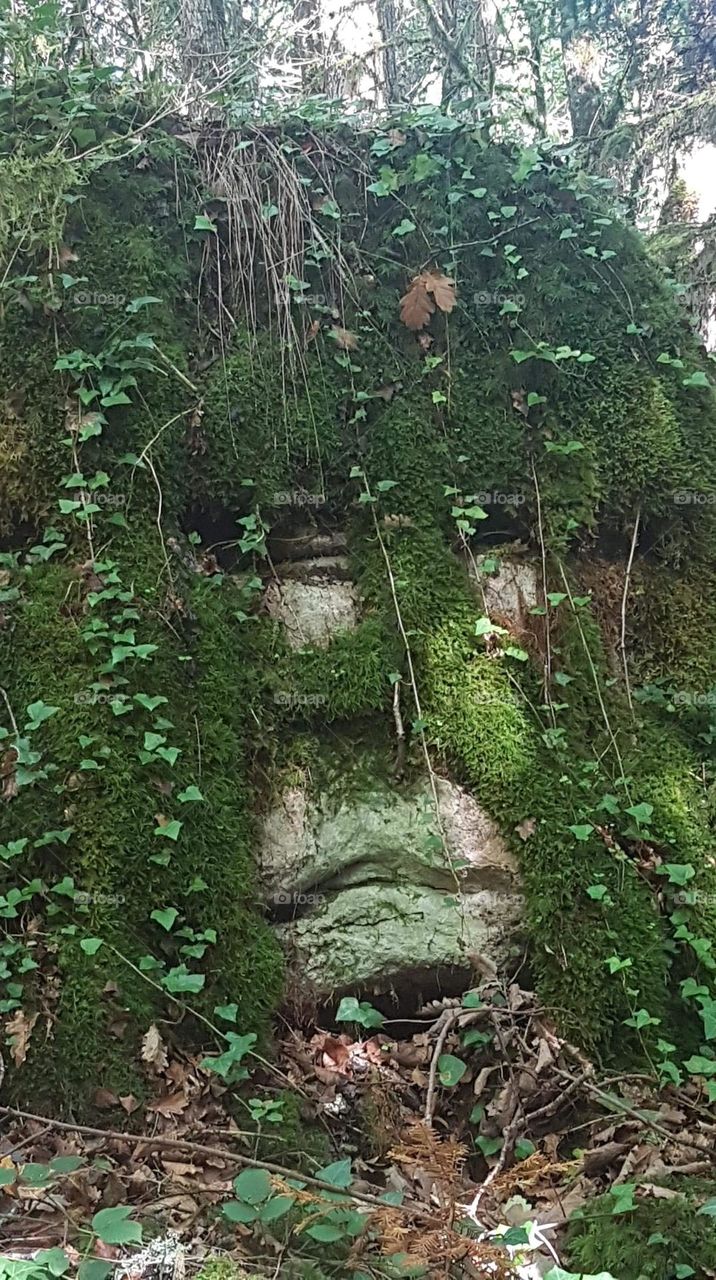 The guardian of the forest 🌳 a mysterious stone face deep within nature, encountered in a beautiful botanical maze... I was left in awe upon seeing it, so I could only capture this moment.