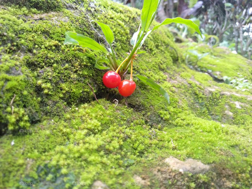 A Land berry