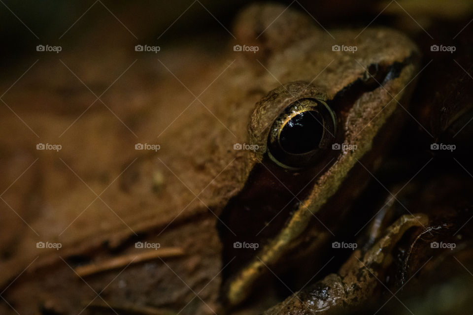 Into the eyes of the wild toad in Mount Monadnock NH. That’s as close as I got to get while respecting its privacy. Didn’t want to bother it any further after this. Thankful for allowing me to snap some great close ups. What an incredible creature!