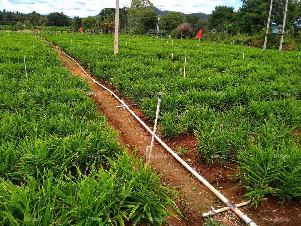 Ginger farm, ginger cultivation, ginger field