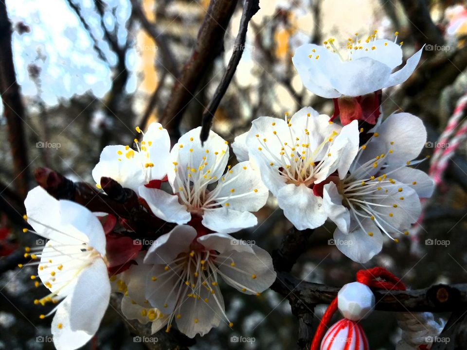Spring in Bulgaria