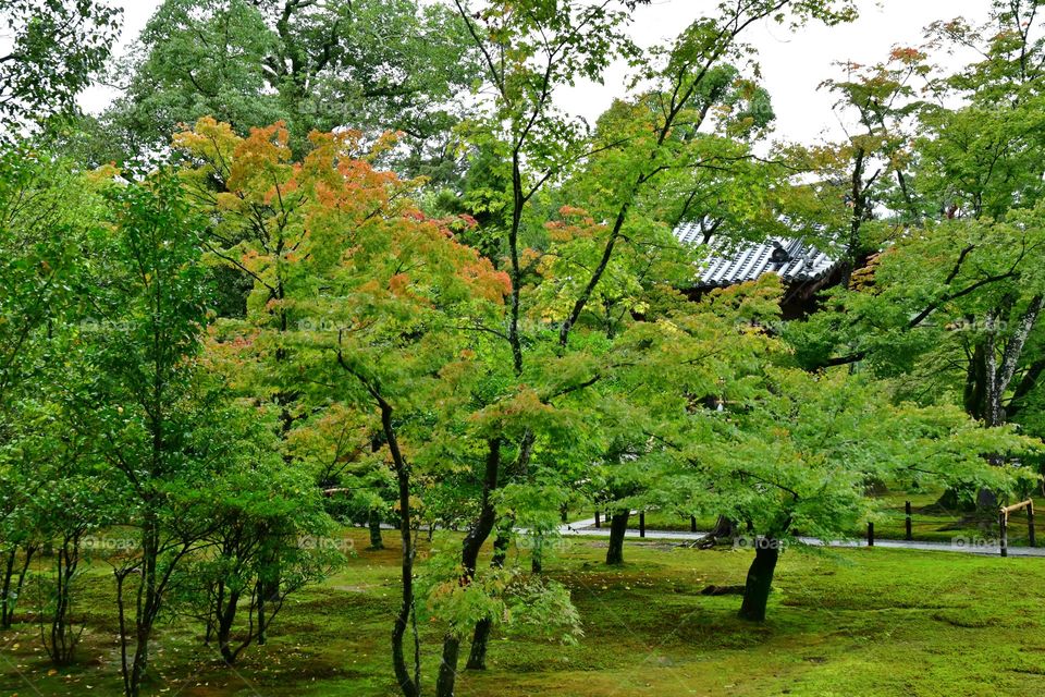 Beginning of the fall foliage