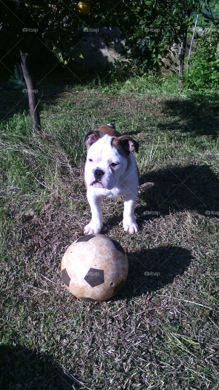 english bulldog plays with ball