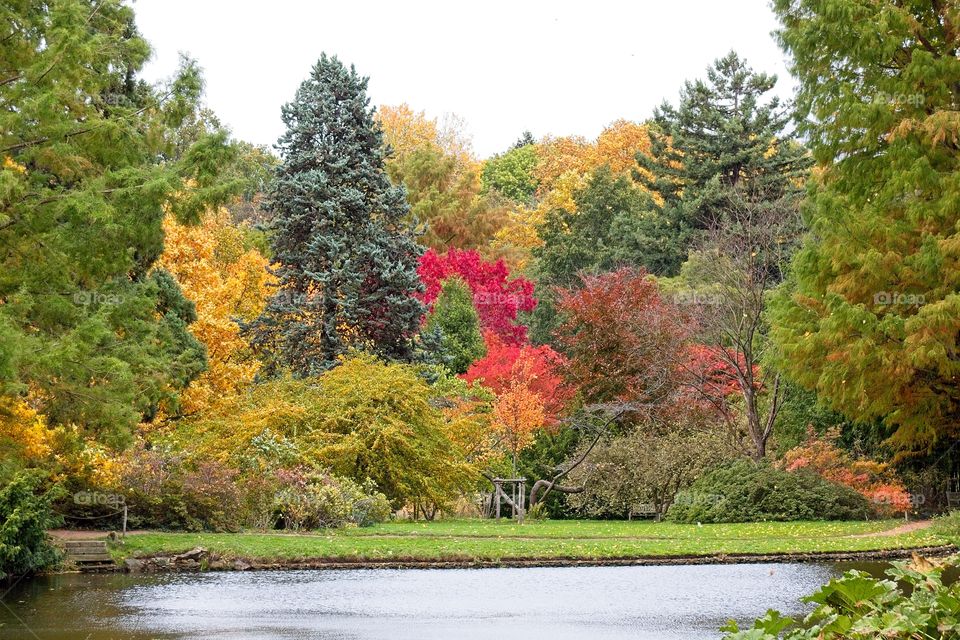 autumn tree in the park