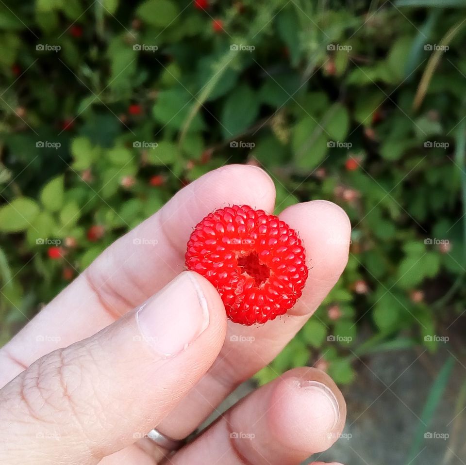 Edible wild raspberry in Japan.
