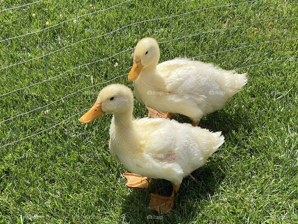 Ducklings