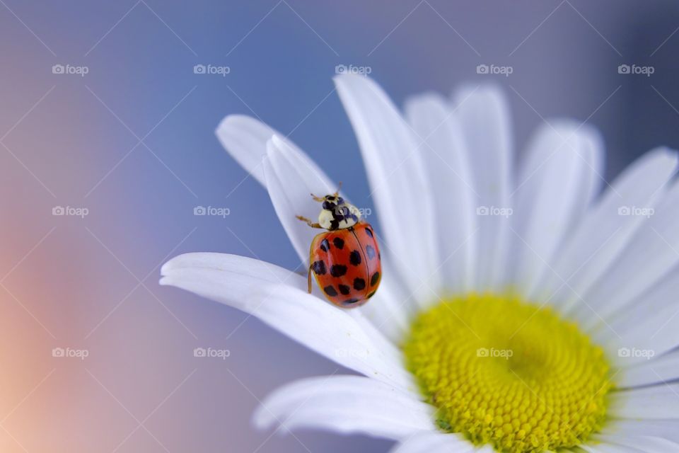 ladybug on chamomile summer card