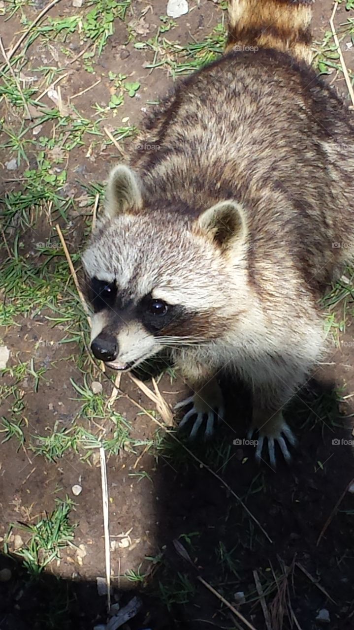 Racoon. Strolling around the New Zoo in Green Bay, WI