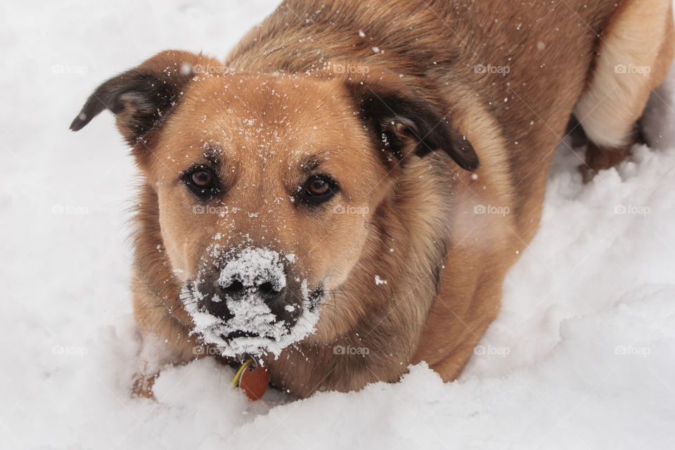 Pup in snow