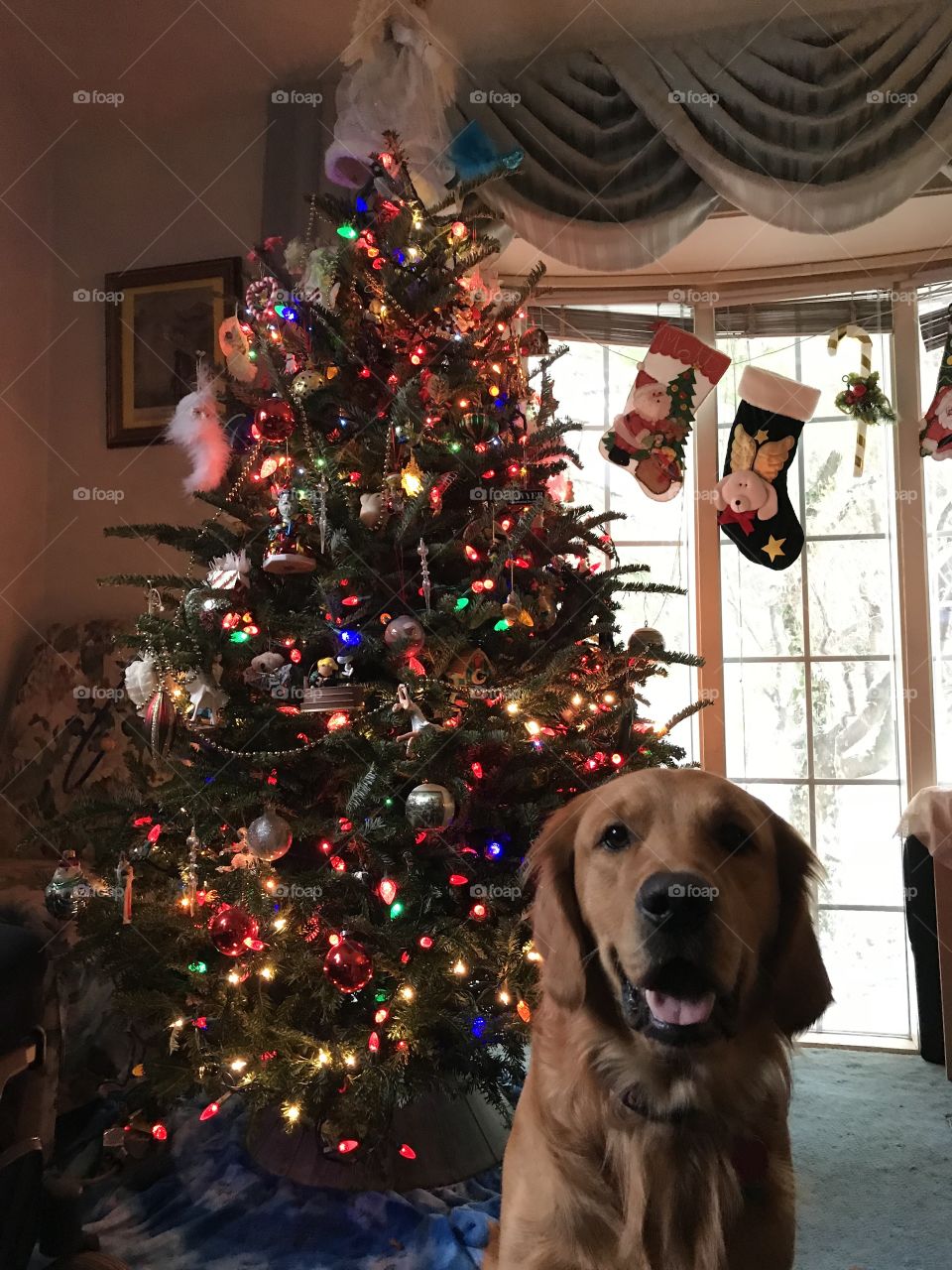 Christmas, Winter, Celebration, Christmas Tree, Dog