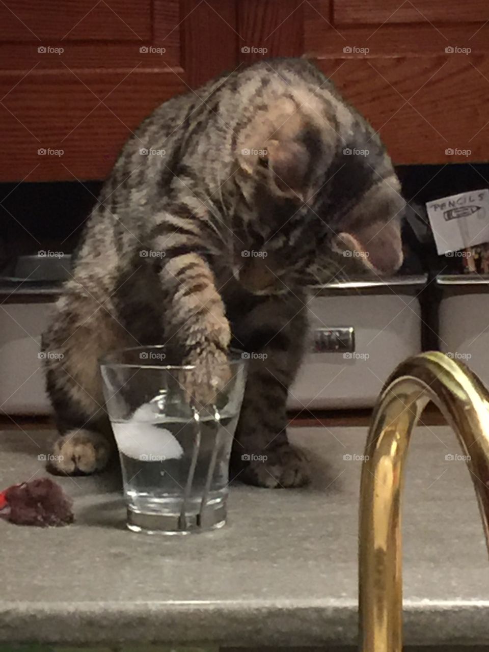 Thirsty Kitty 