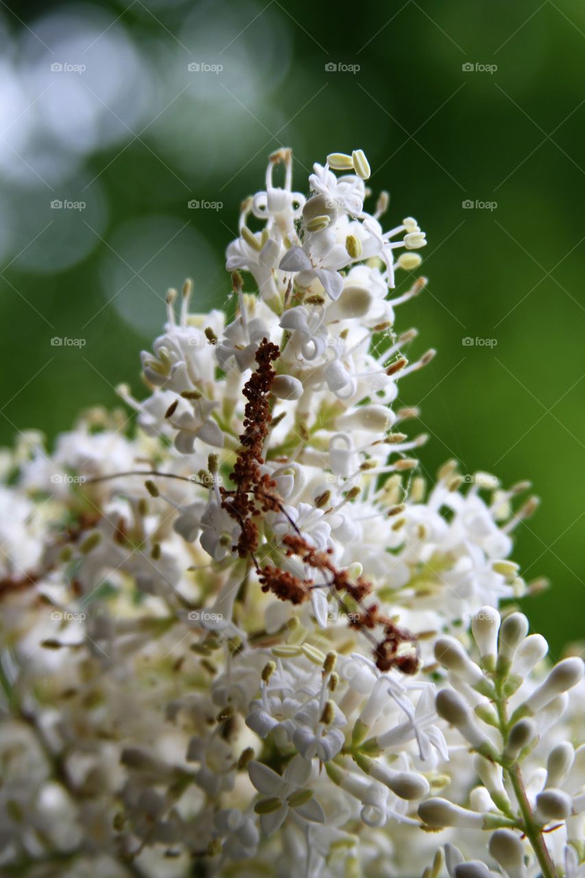 white flowers. closeup