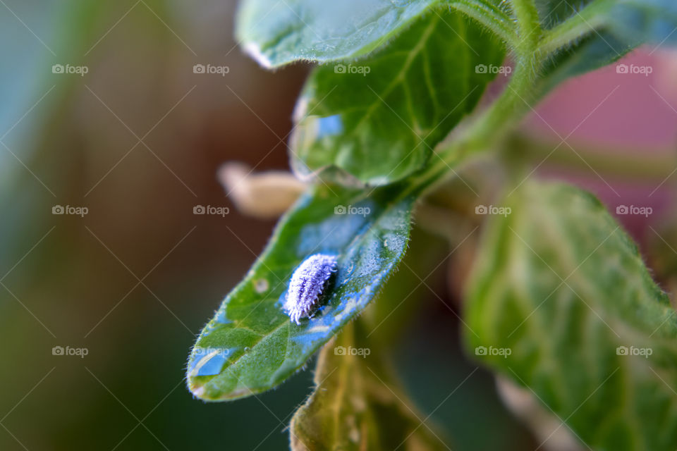 Mealybug pest on plants