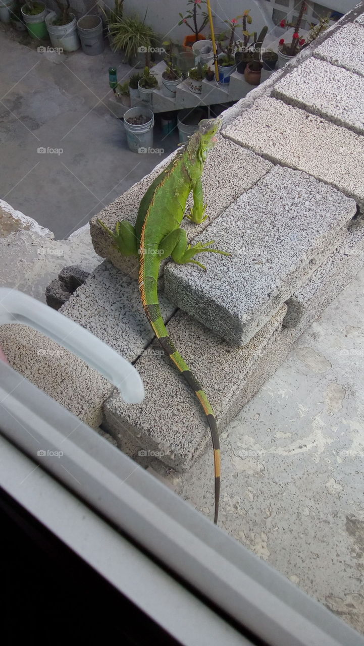 Iguana