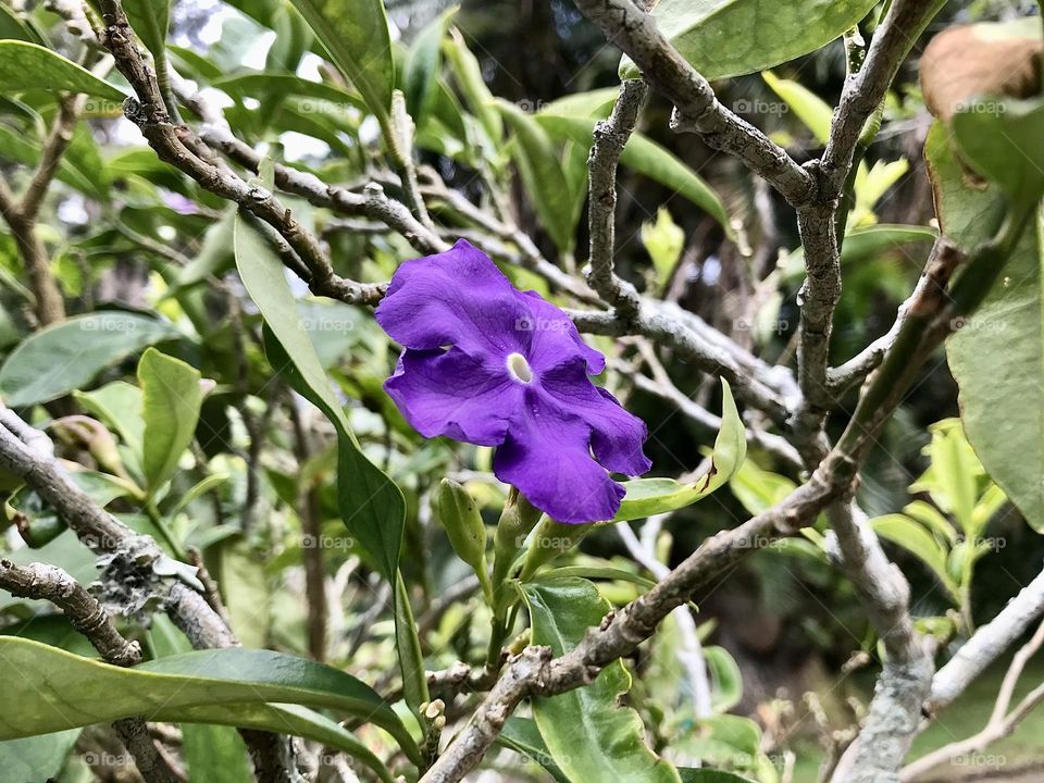 Purple flower in a botanical garden…