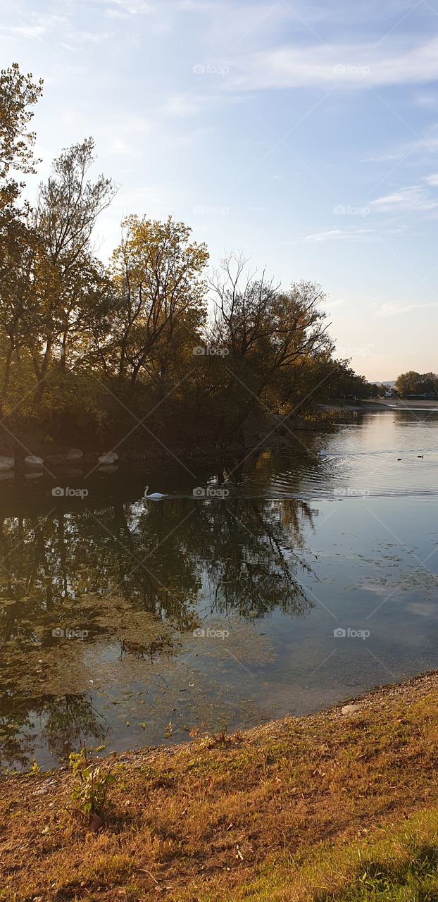 swan in the lake