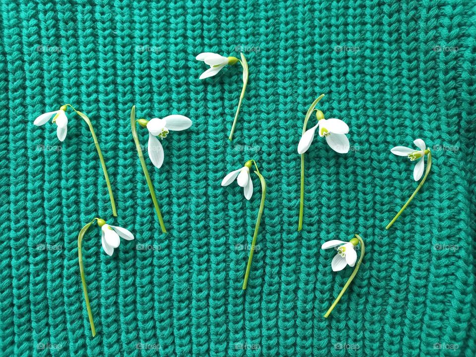 snowdrops on a green sweater.