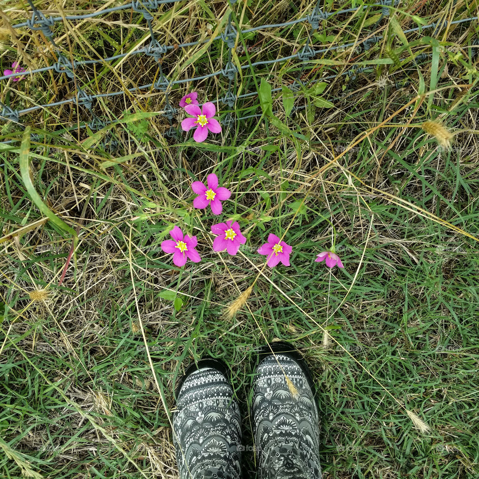 Wild Sabatia