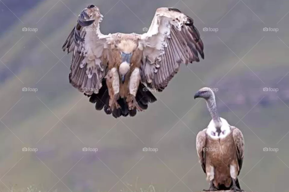 bird