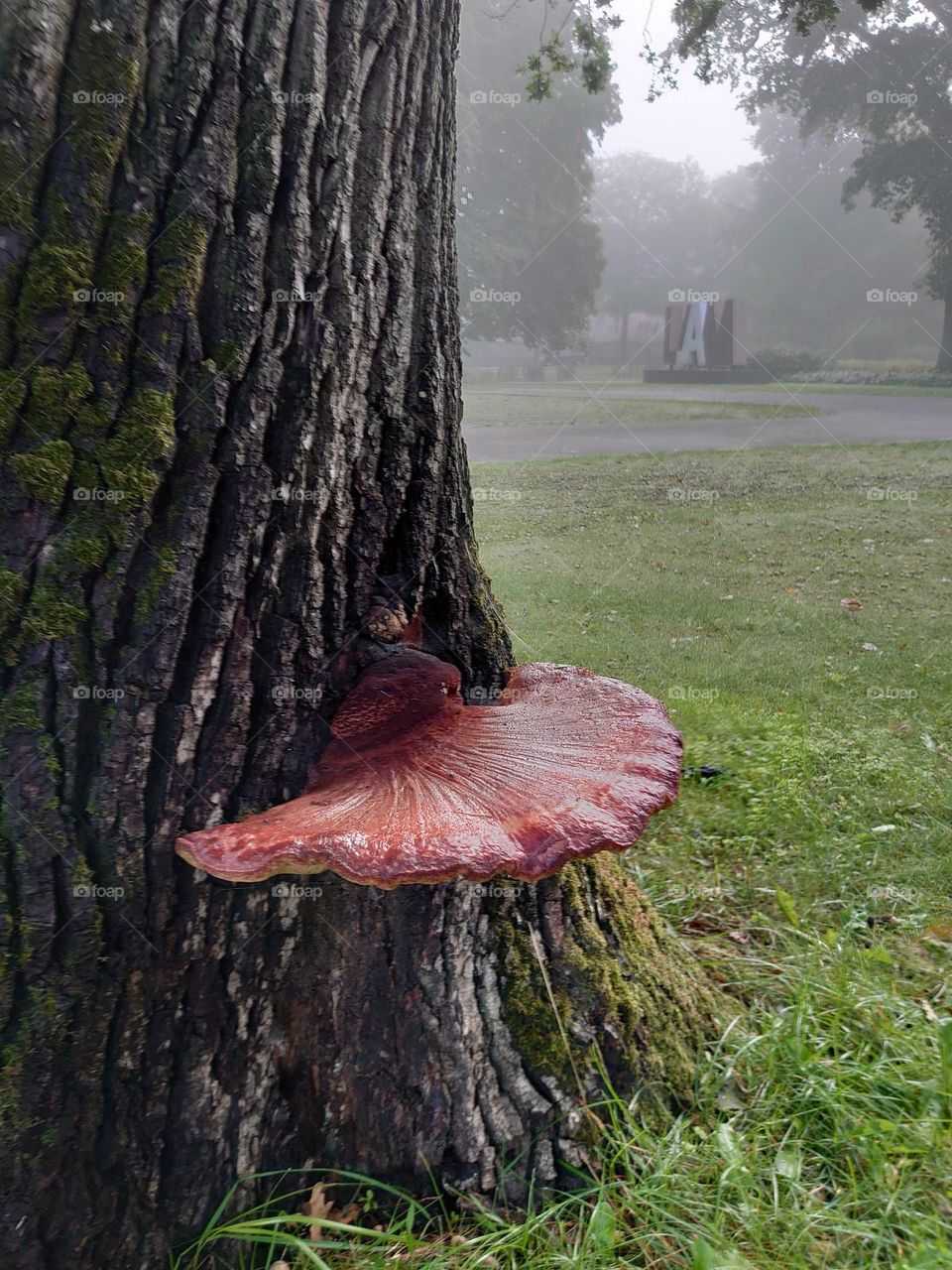 Tree with mushroom