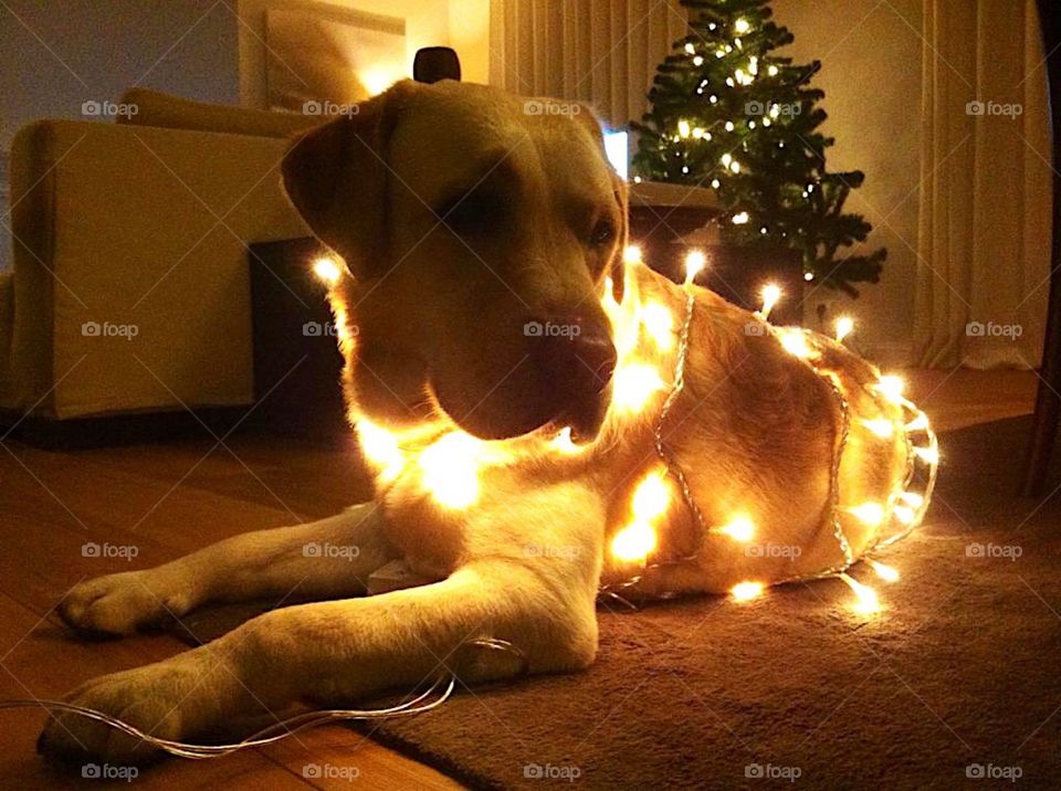 Christmas dog 