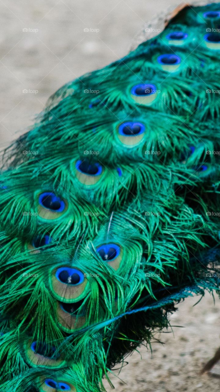 peacock