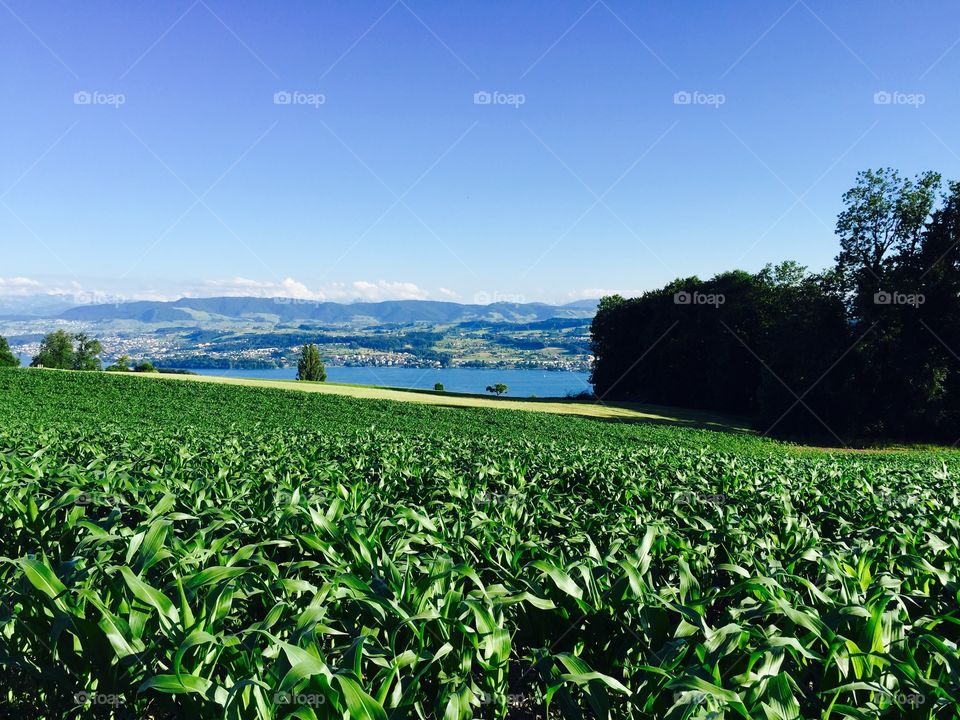 Scenic view of corn field