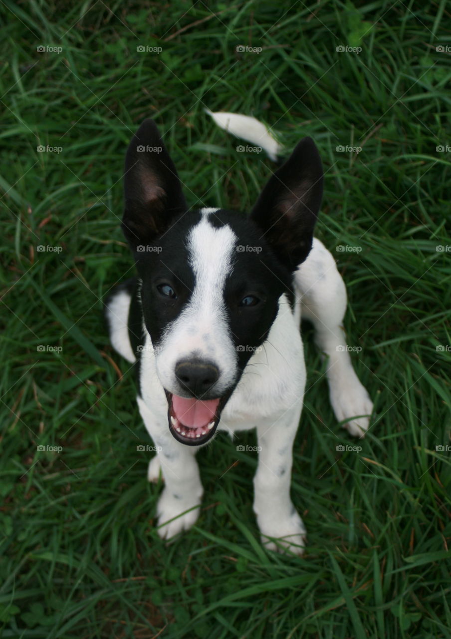 High angle view of puppy on grassy field