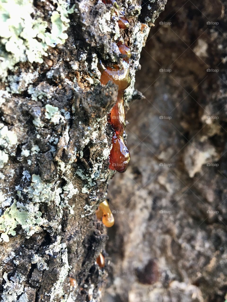 Natural resin on a cherry tree