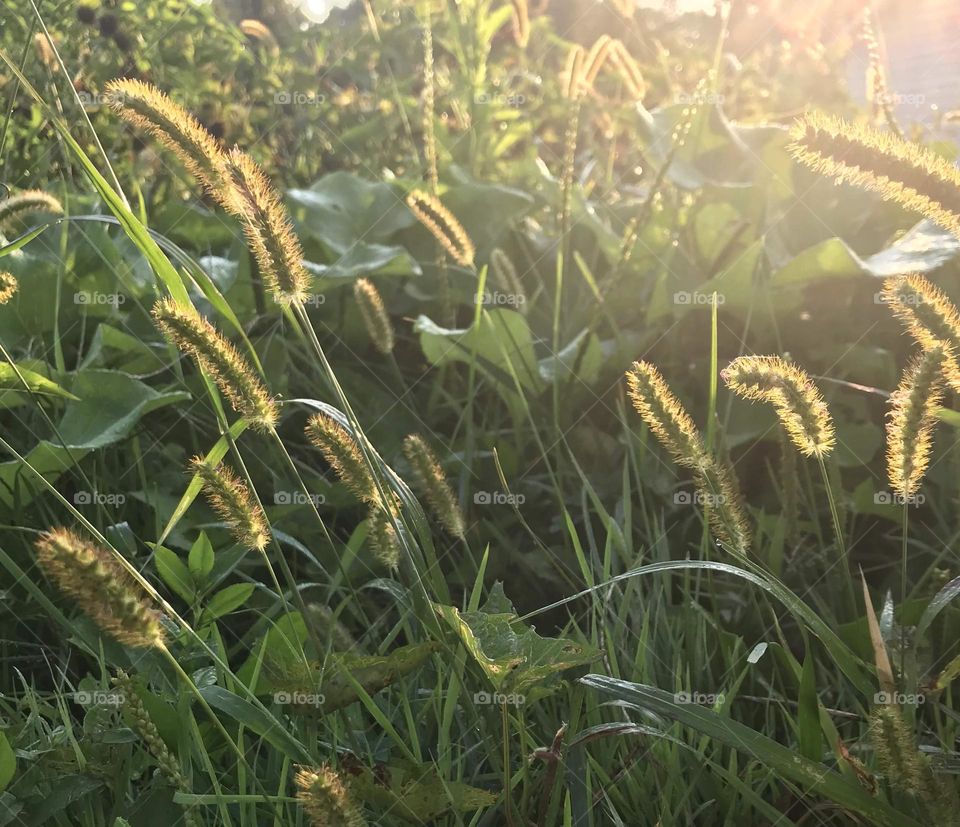 Grass gone to seed with backlighting 