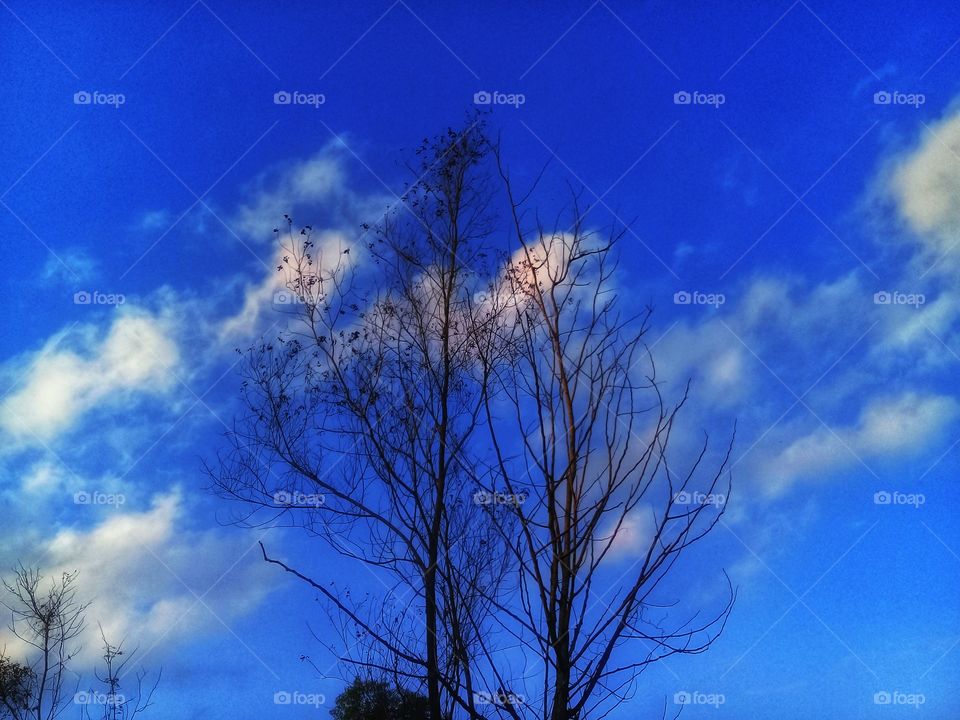 langit biru & pohon